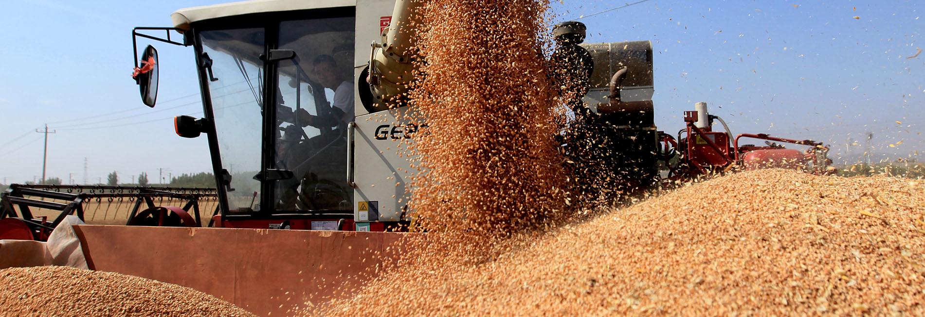 山東臨沂：夏糧穩(wěn)產(chǎn)豐收